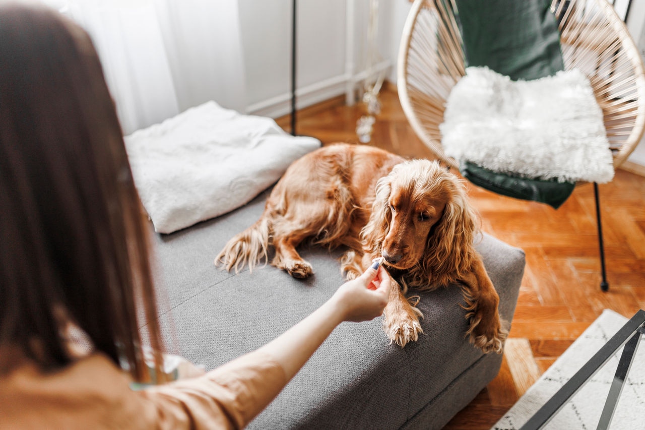 How dsm-firmenich is making pet food more sustainable